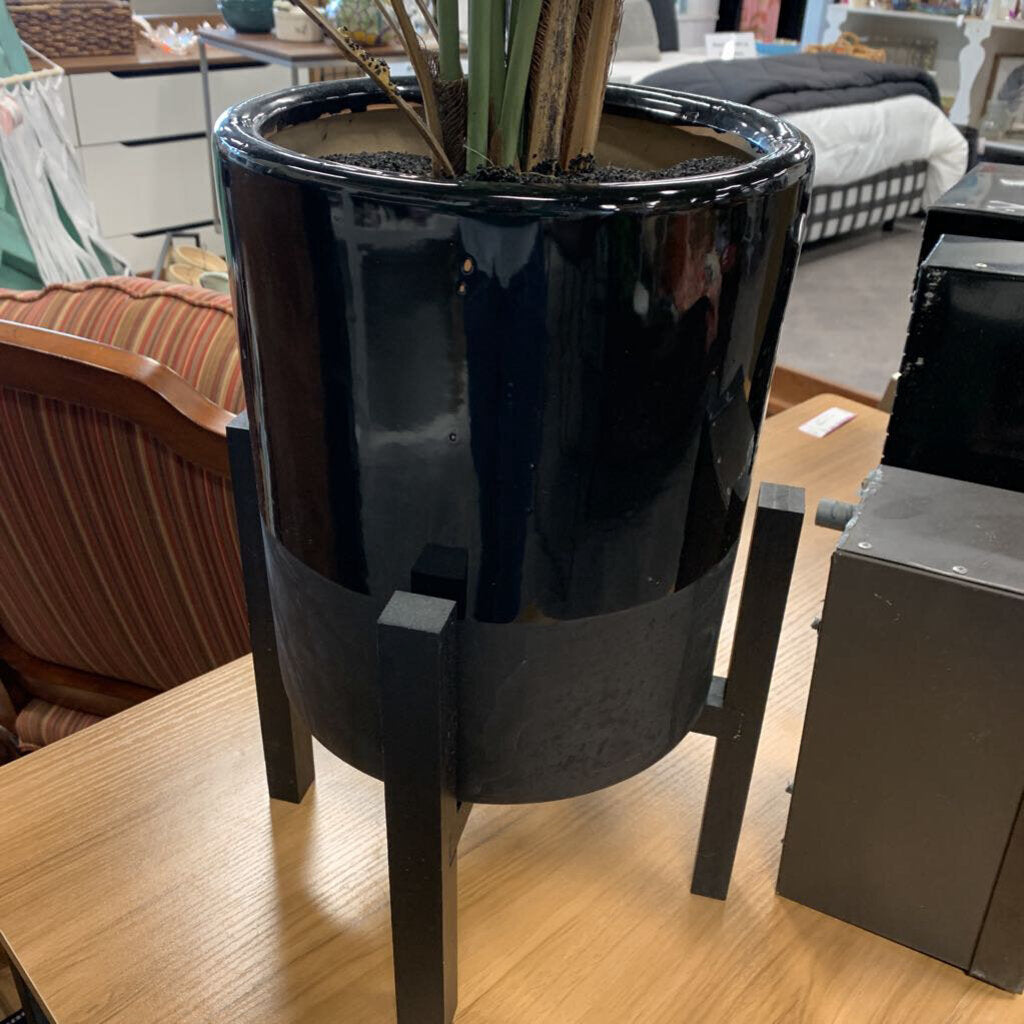 Tall Palm Tree In Pot