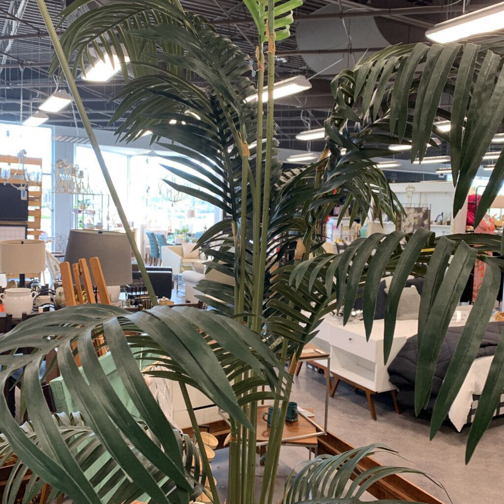 Tall Palm Tree In Pot