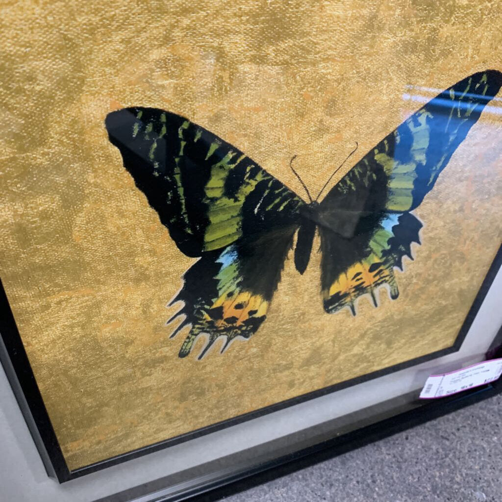 Framed Butterfly Print