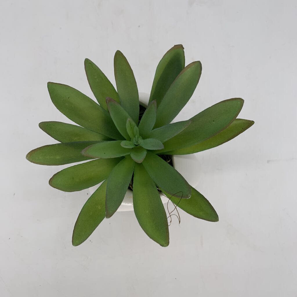 Faux Aloe in Dimple Planter