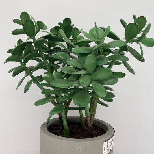 Faux Jade Plant in Pot