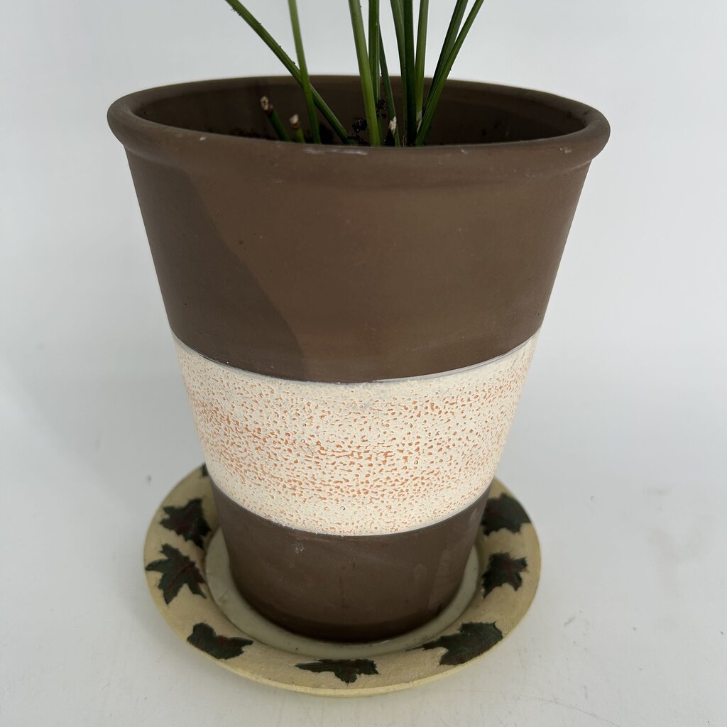 Palm in Striped Pot