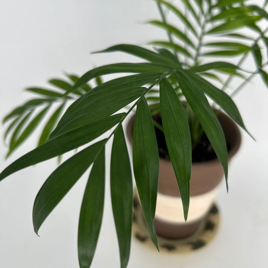 Palm in Striped Pot