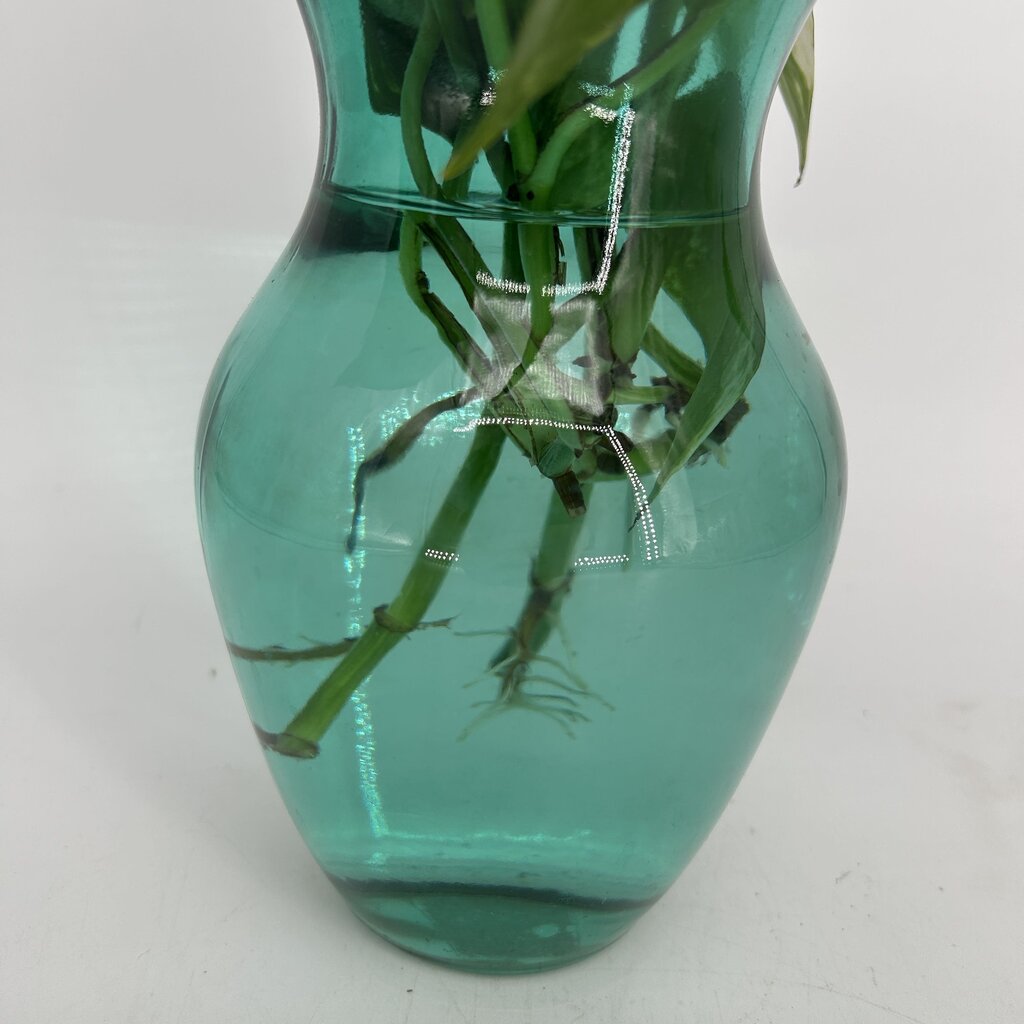 Pothos in Glass Vase