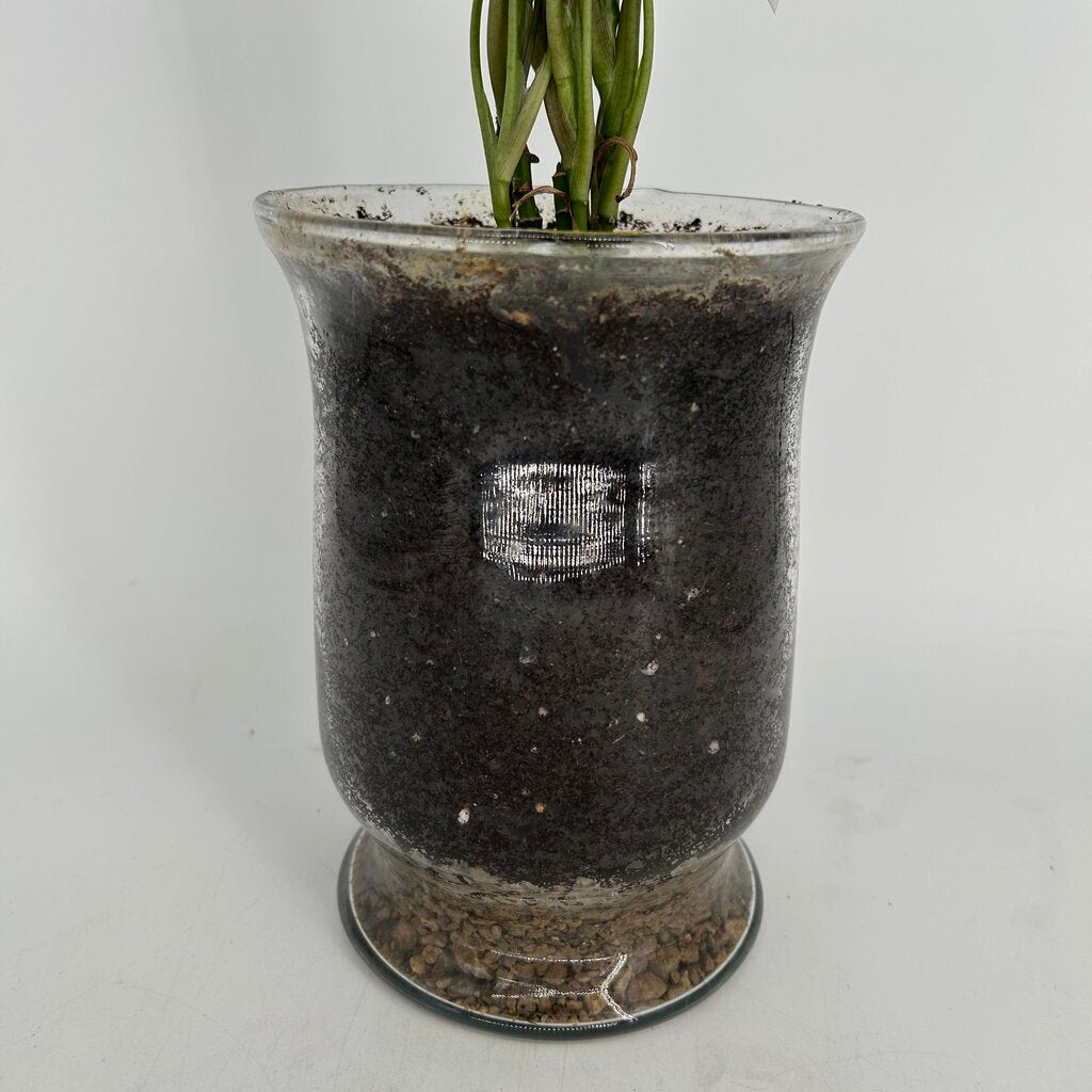 Butterfly Plant in Glass Vase w Soil