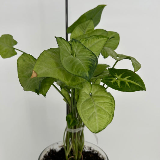 Butterfly Plant in Glass Vase w Soil