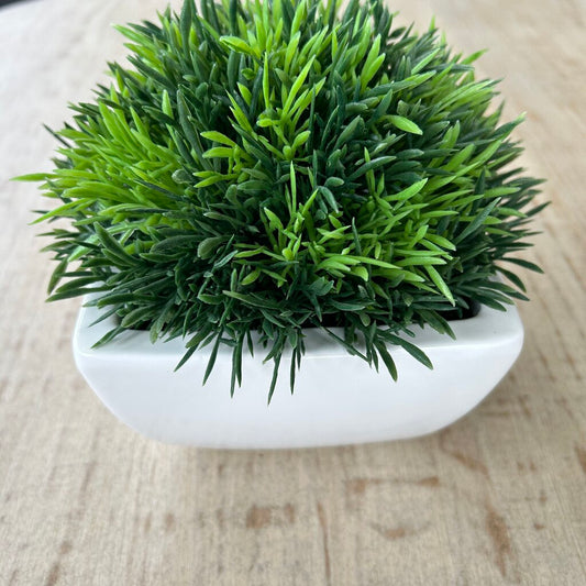 C&B Potted Moss