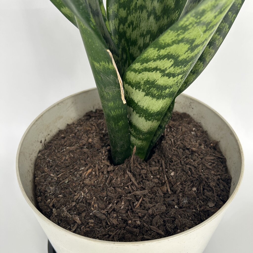 Snake Plant in Pot