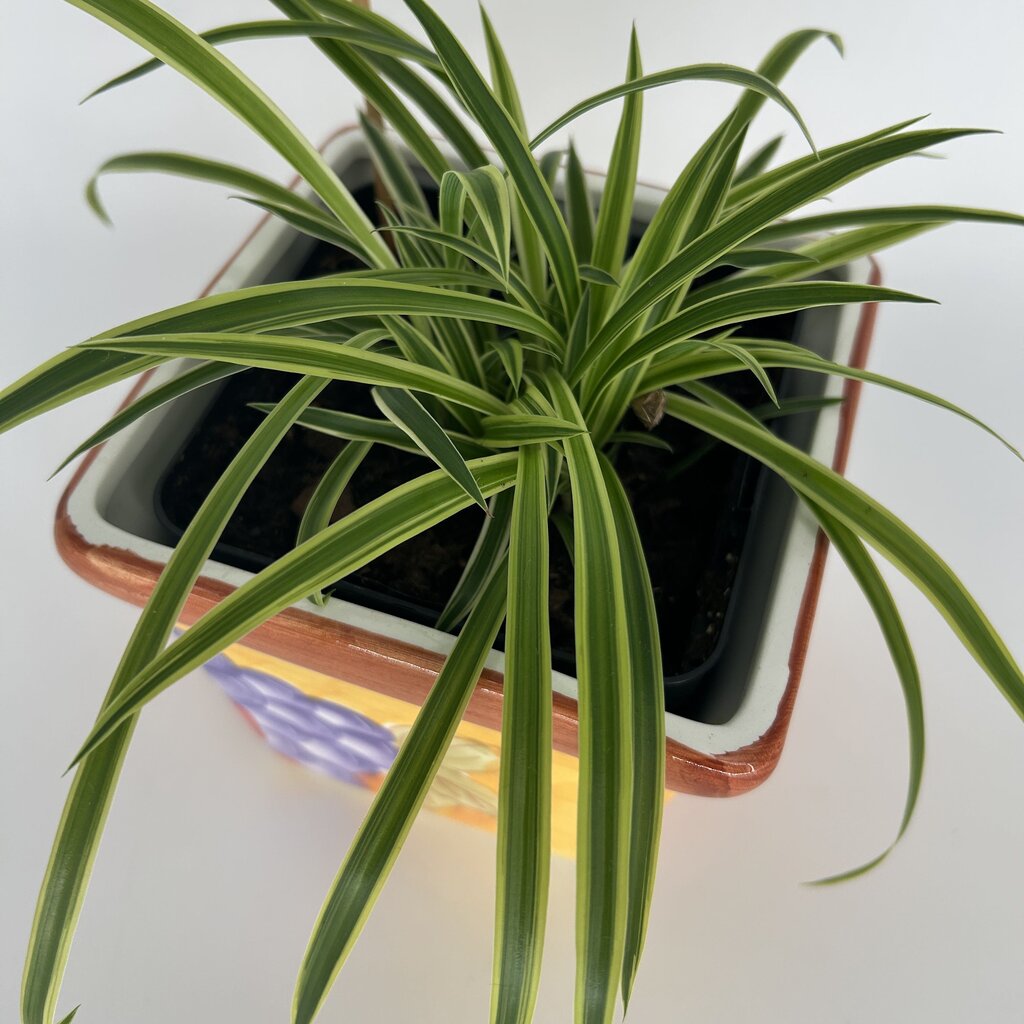 Spider Plant in Fruit Motif Pot