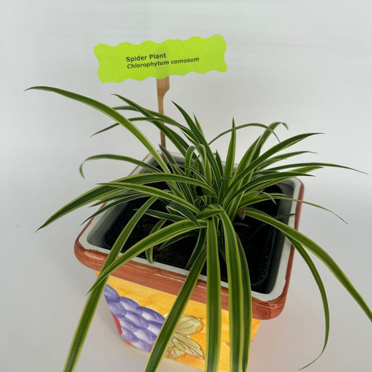 Spider Plant in Fruit Motif Pot