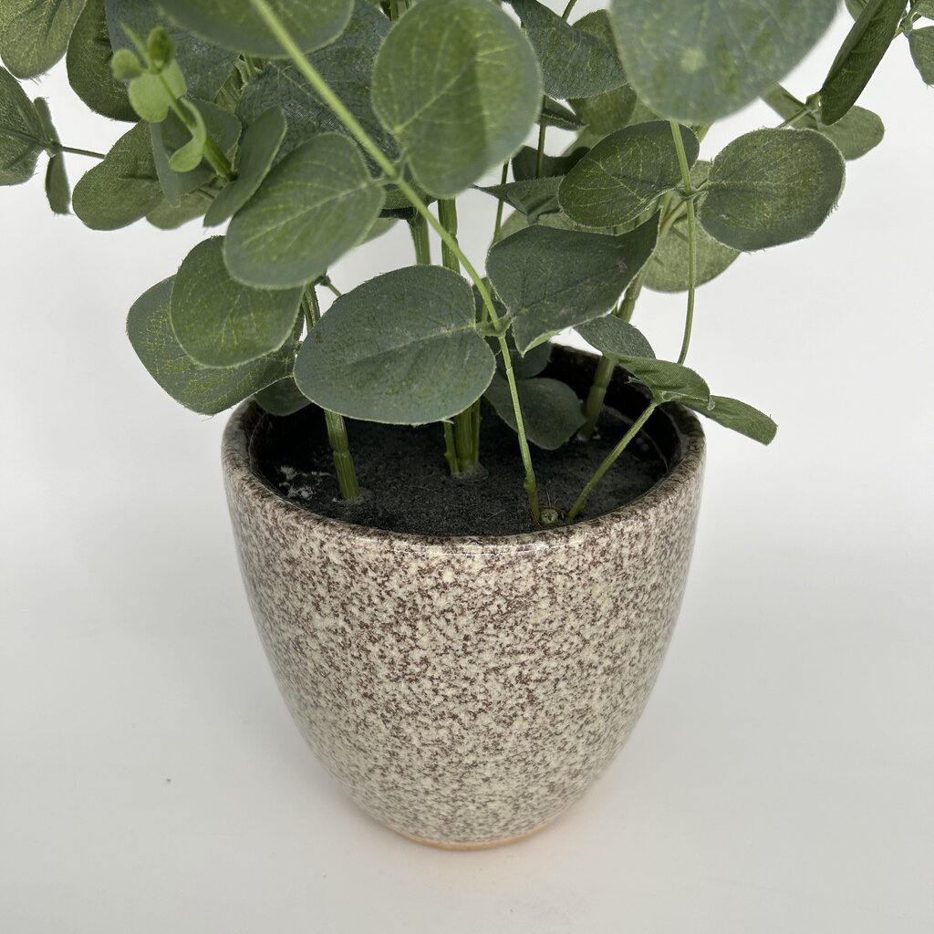 Eucalyptus Bouquet in Vase