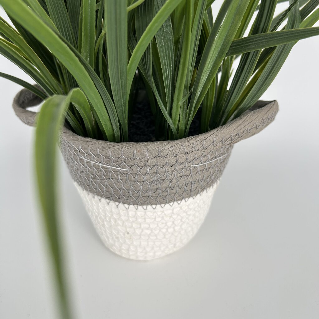 Grass in Coiled Basket Planter