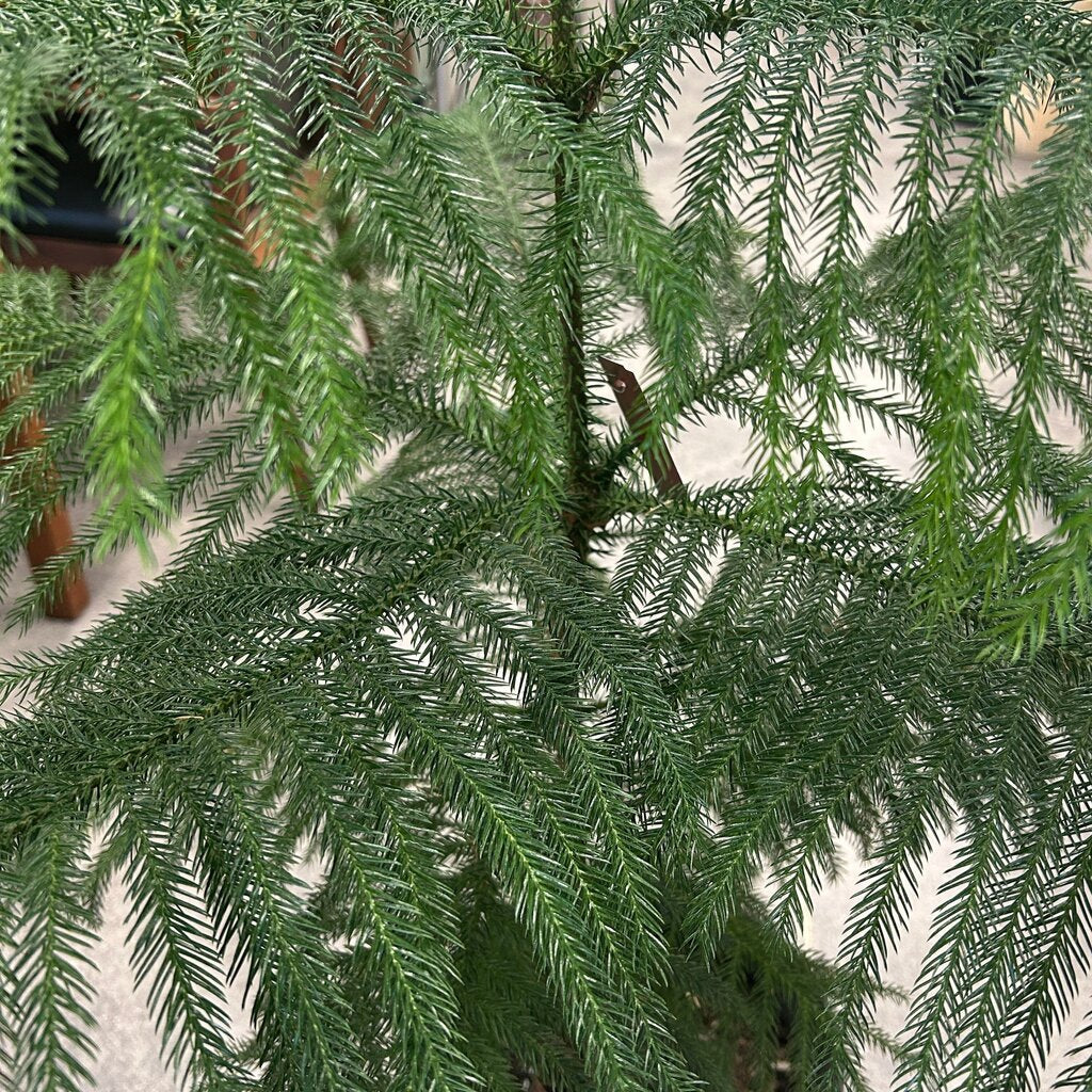 Norfolk Island Pine Tree