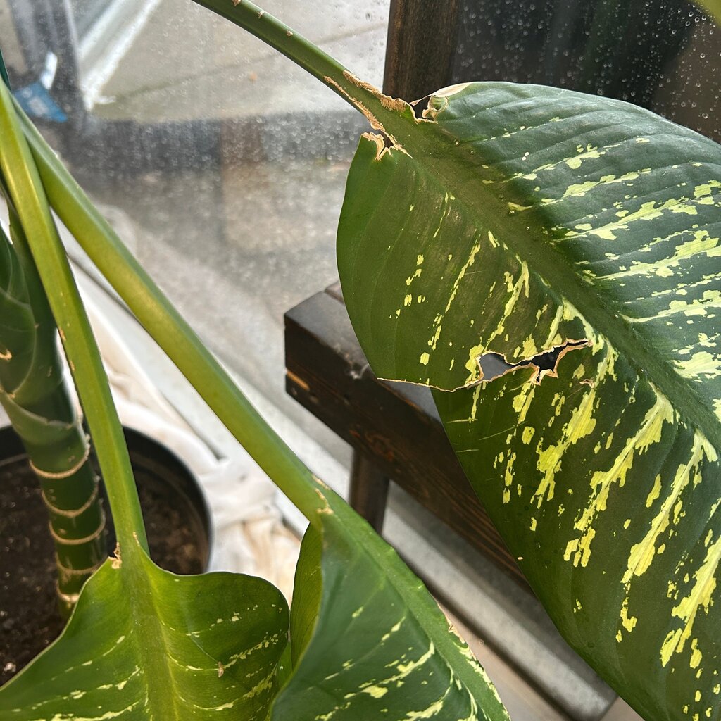 Dieenbachia (Dumb Cane) Tree