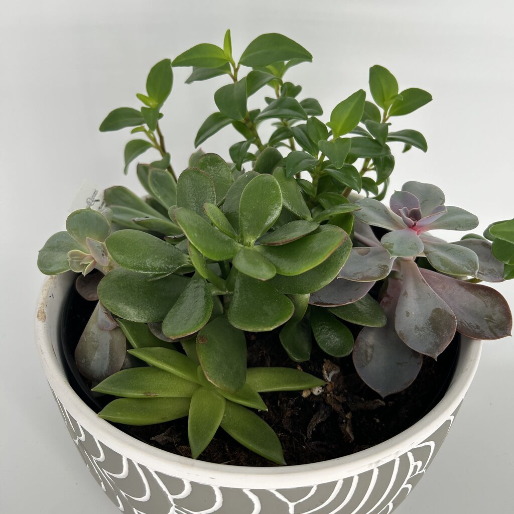 Succulent Garden