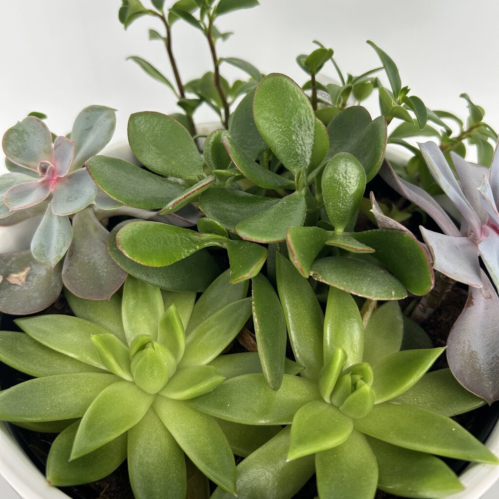 Succulent Garden