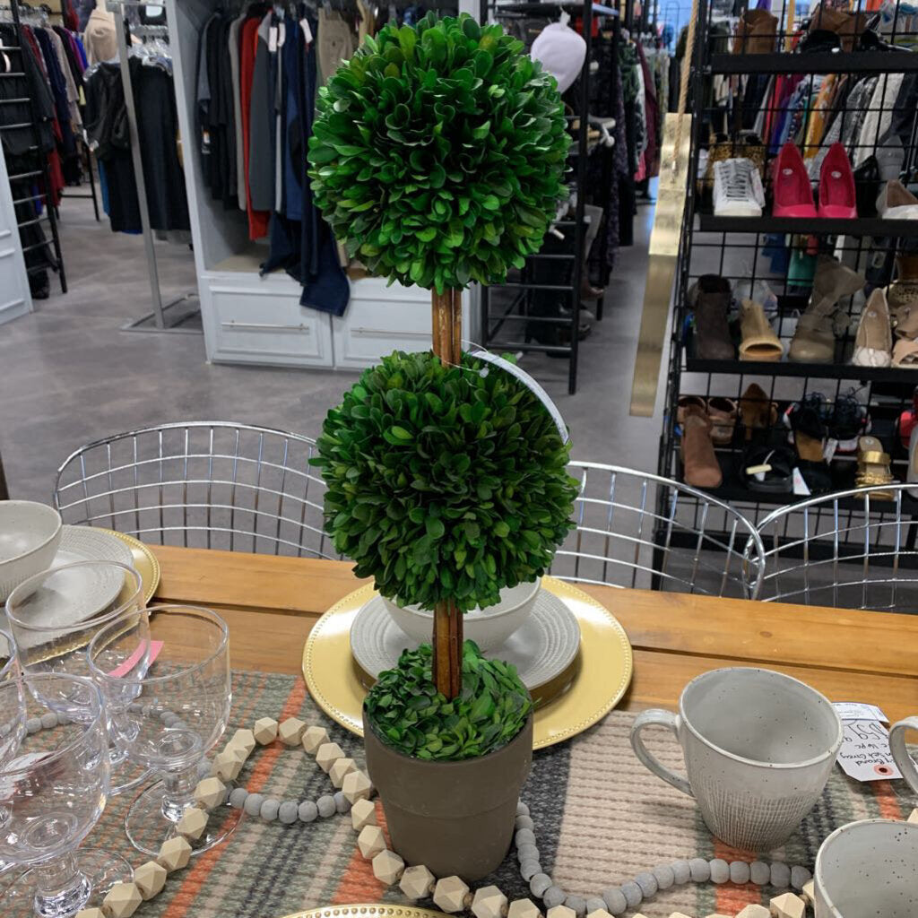 Manicured Foliage in Pot