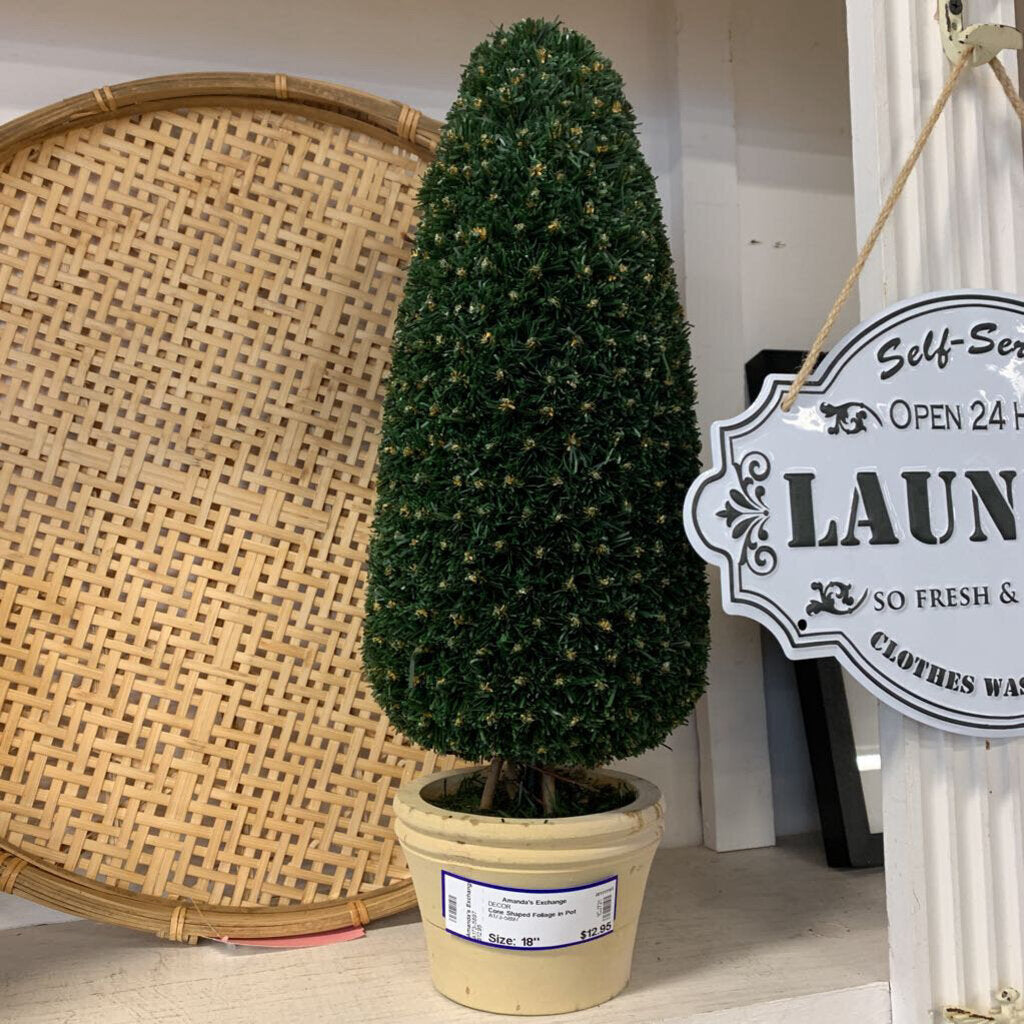 Cone Shaped Foliage in Pot