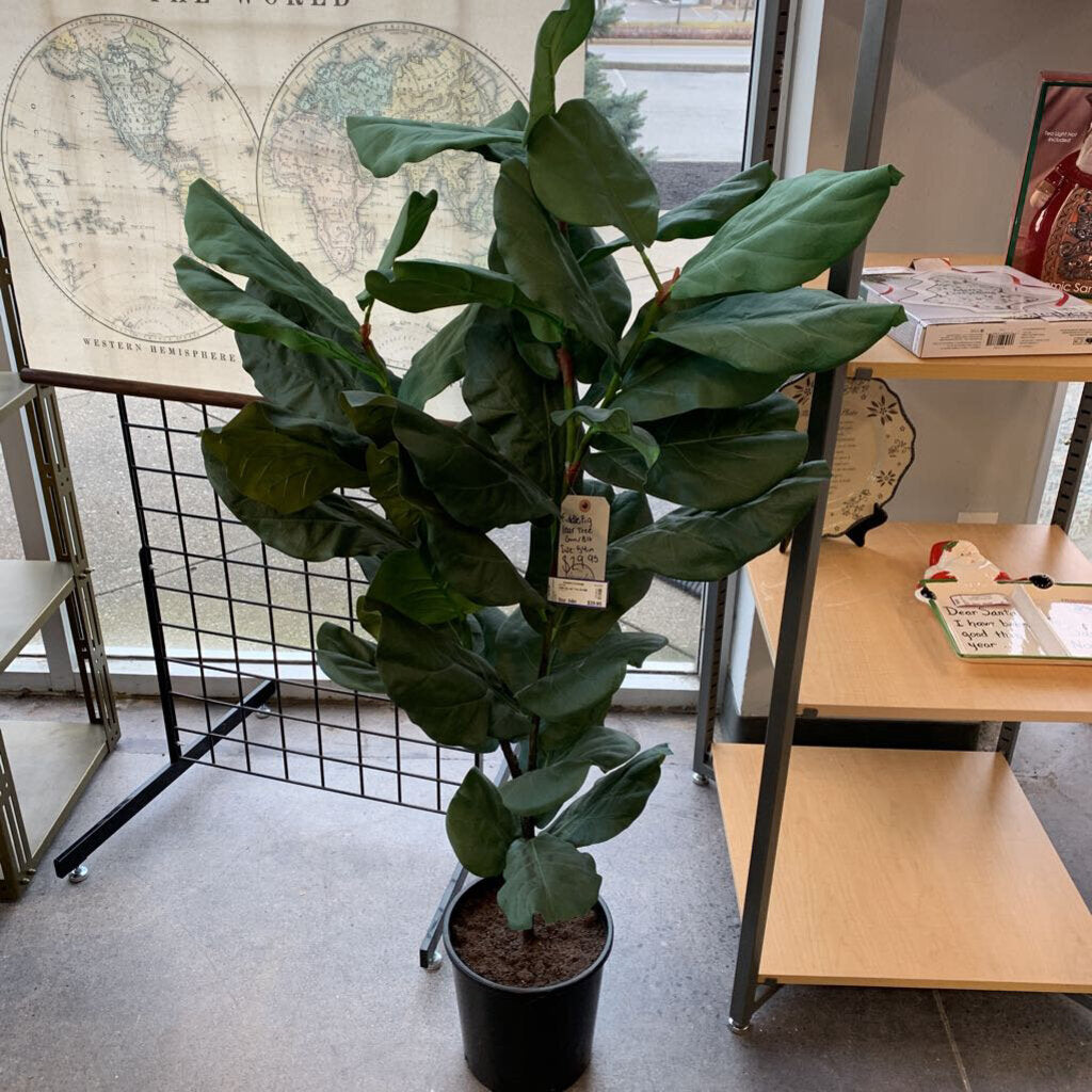 Fiddle Fig Leaf Tree