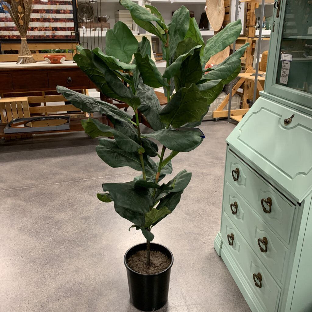 Fiddle Fig Leaf Tree