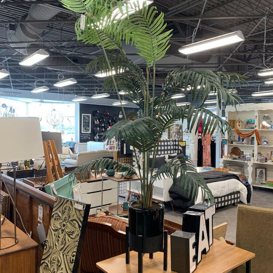 Tall Palm Tree In Pot