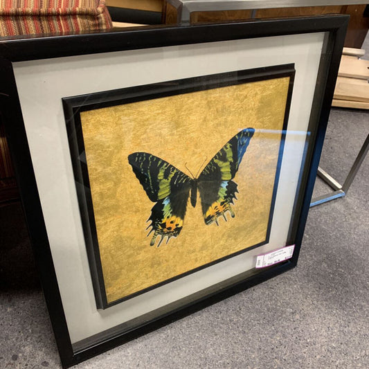 Framed Butterfly Print