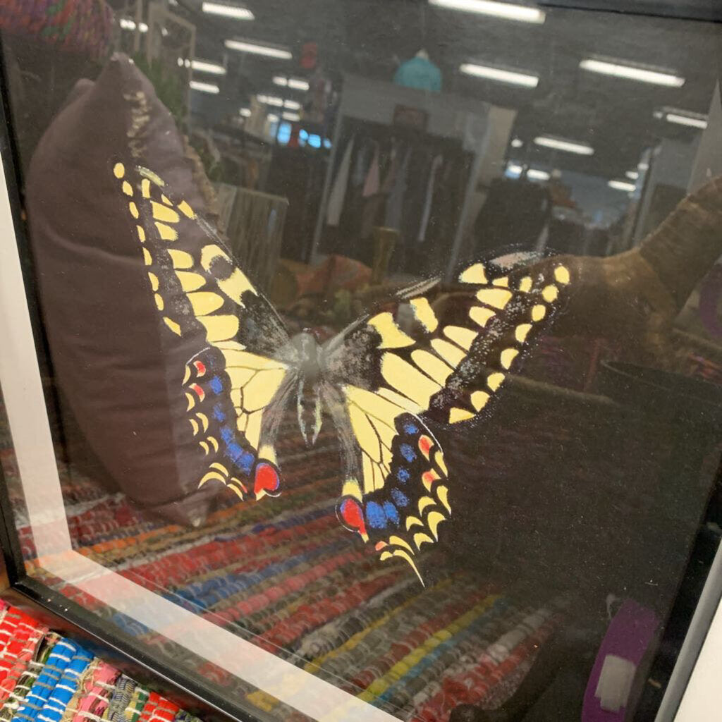 Framed Butterfly Print