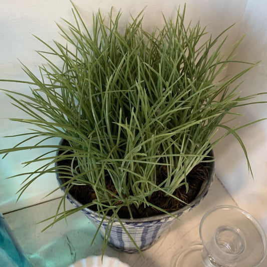Greenery in Plaid Pot
