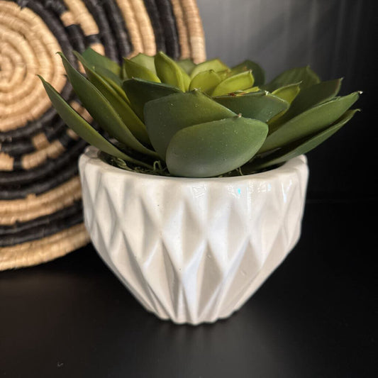 Succulent in Pot