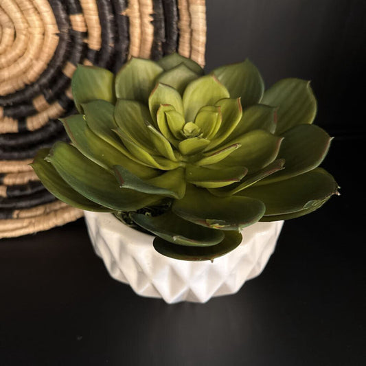 Succulent in Pot