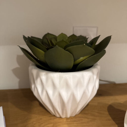 Succulent in Pot