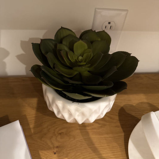 Succulent in Pot