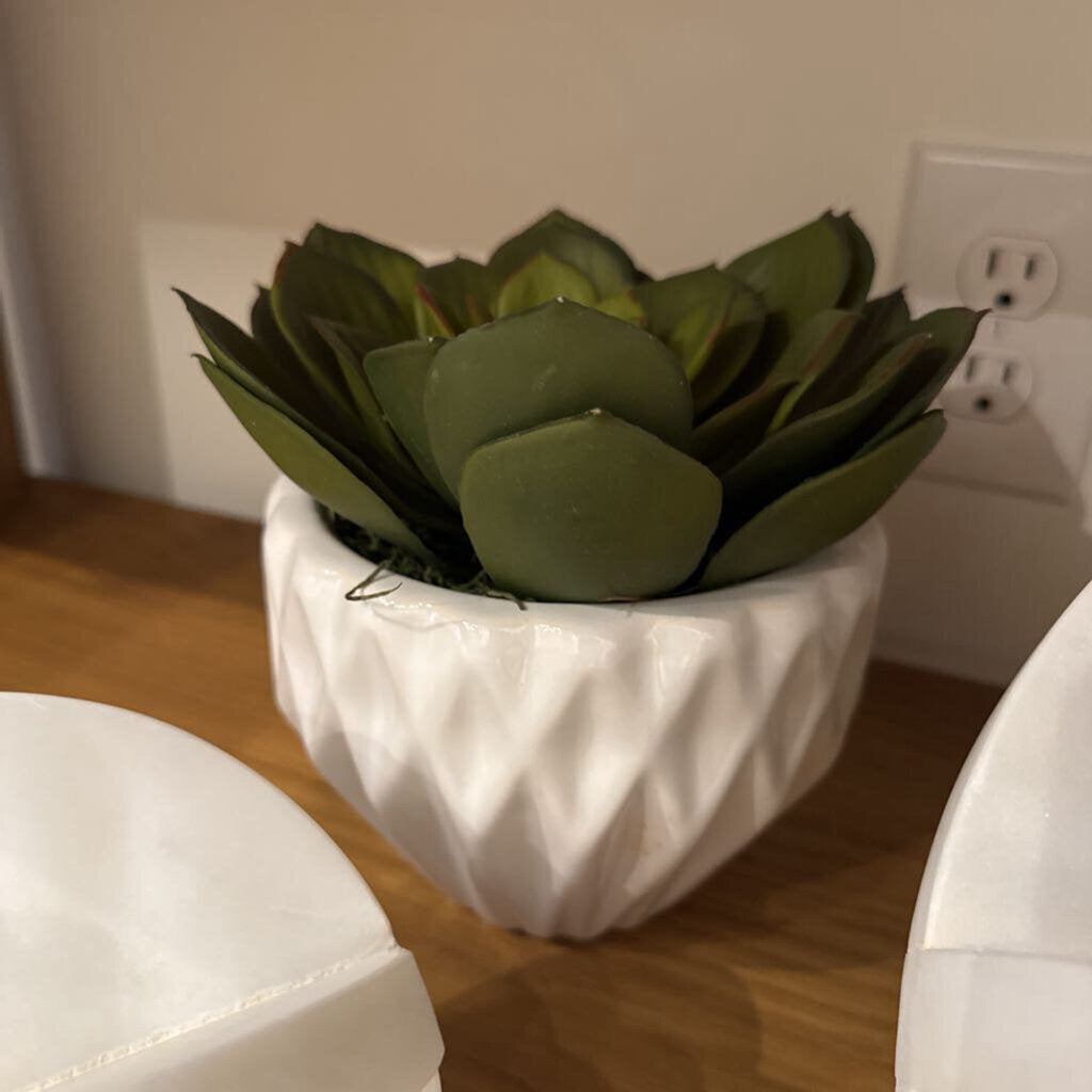 Succulent in Pot