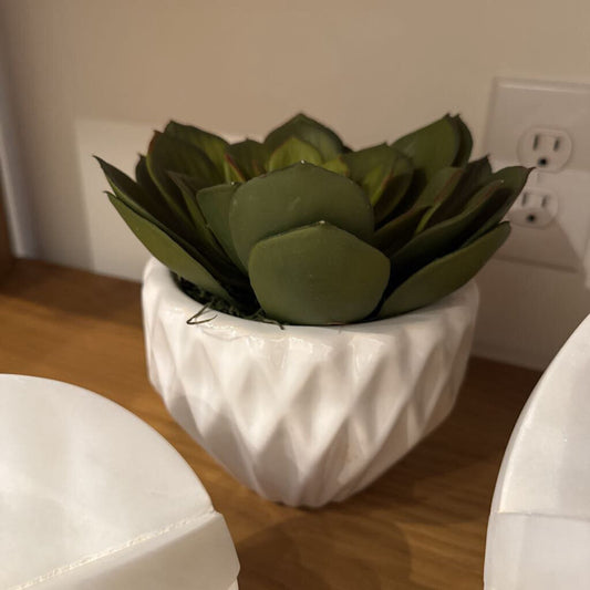 Succulent in Pot