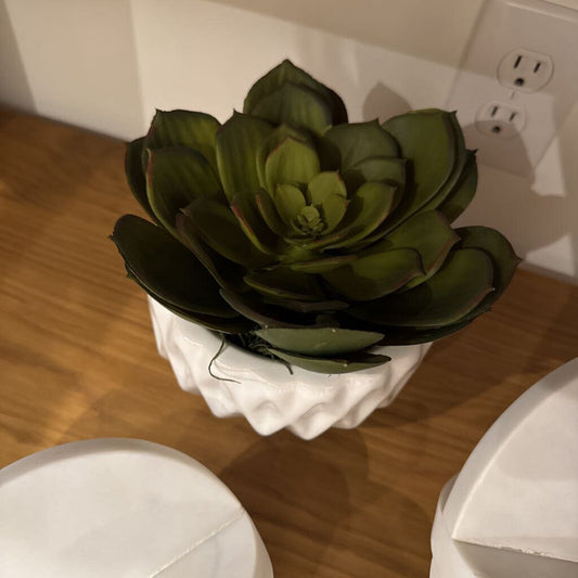Succulent in Pot