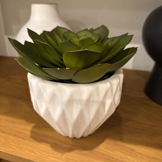 Succulent in Pot