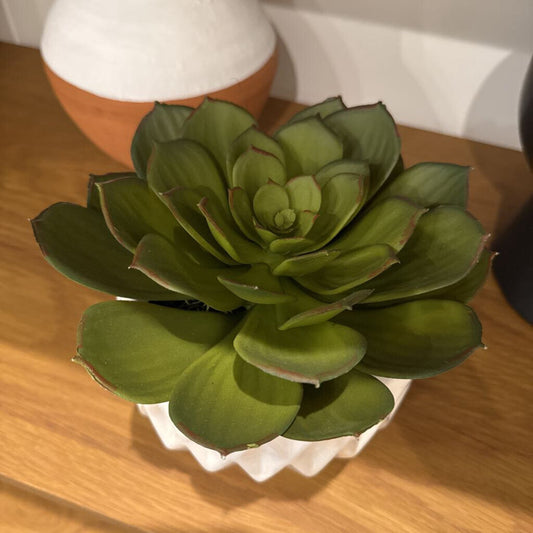 Succulent in Pot