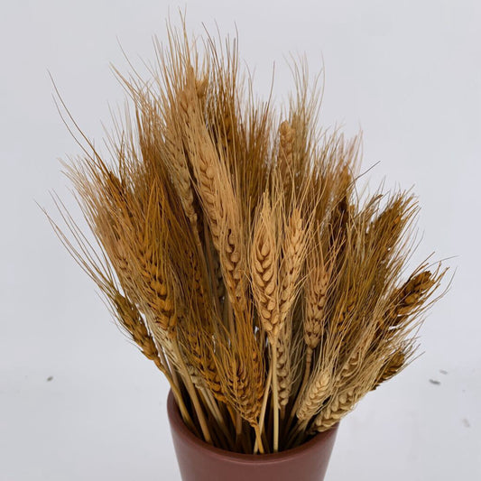 Dried Wheat Stems in Vase