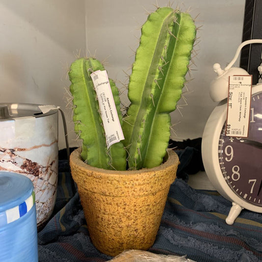 Cactus in Pot