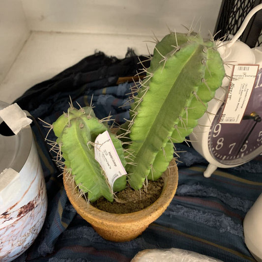 Cactus in Pot