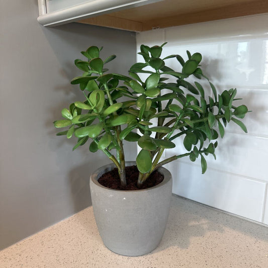 Crate & Barrel Jade Plant