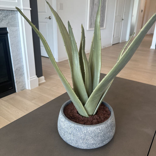 Crate & Barrel Aloe Plant