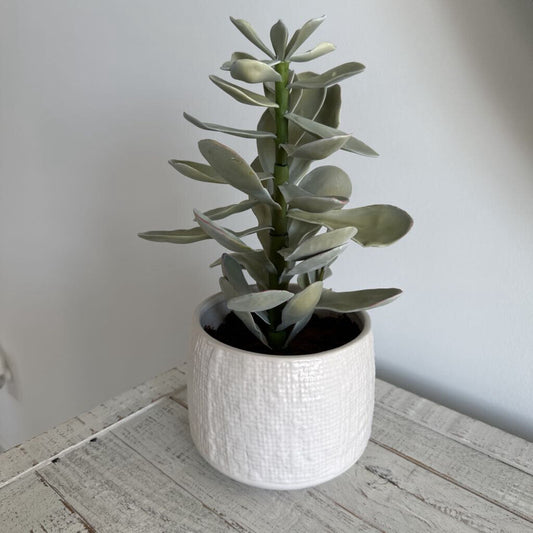 CB2 Succulent in Pot