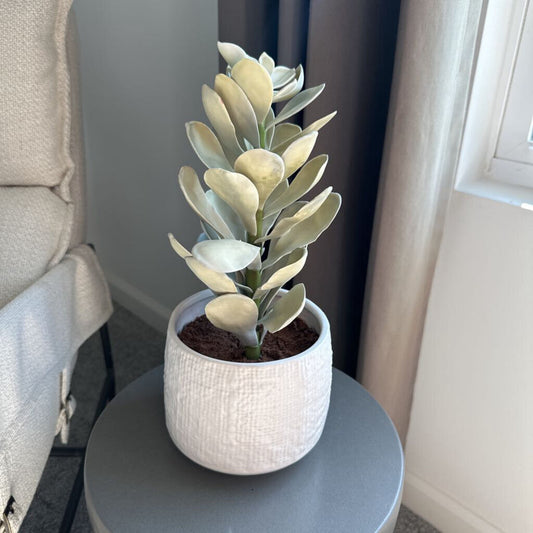 CB2 Succulent in Pot