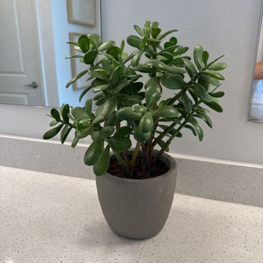 Crate & Barrel Jade Plant