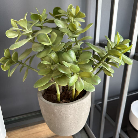 Crate & Barrel Jade Plant