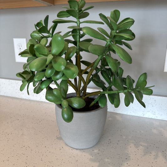 Crate & Barrel Jade Plant