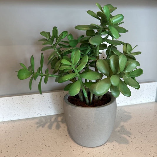 Crate & Barrel Jade Plant
