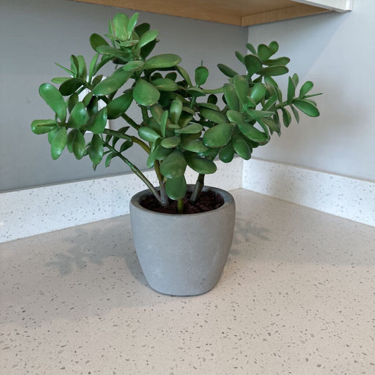 Crate & Barrel Jade Plant