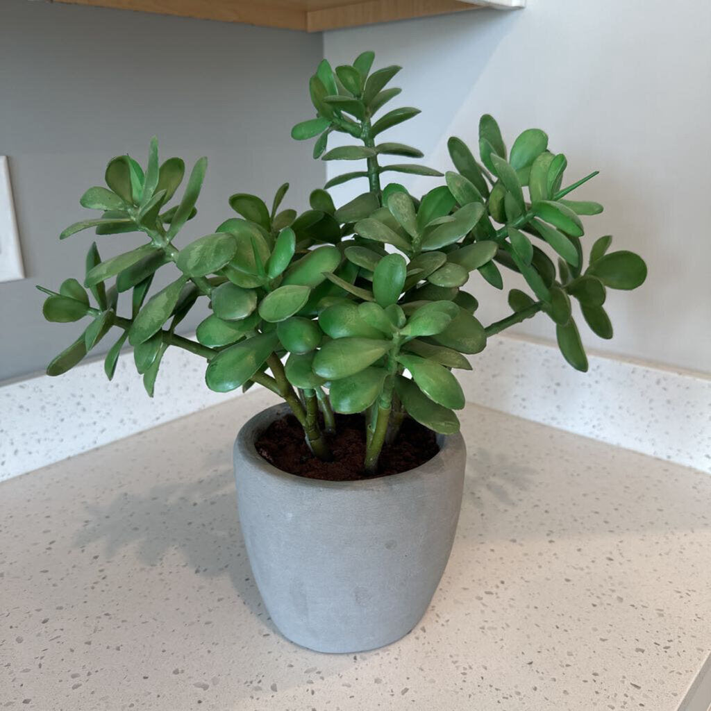 Crate & Barrel Jade Plant